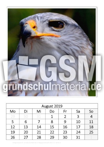 August_Königsbussard.pdf